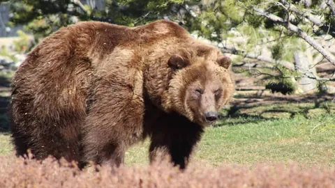 前红军球员预言：联赛杯巅峰对决火花四溅，纽卡斯尔有望夺冠